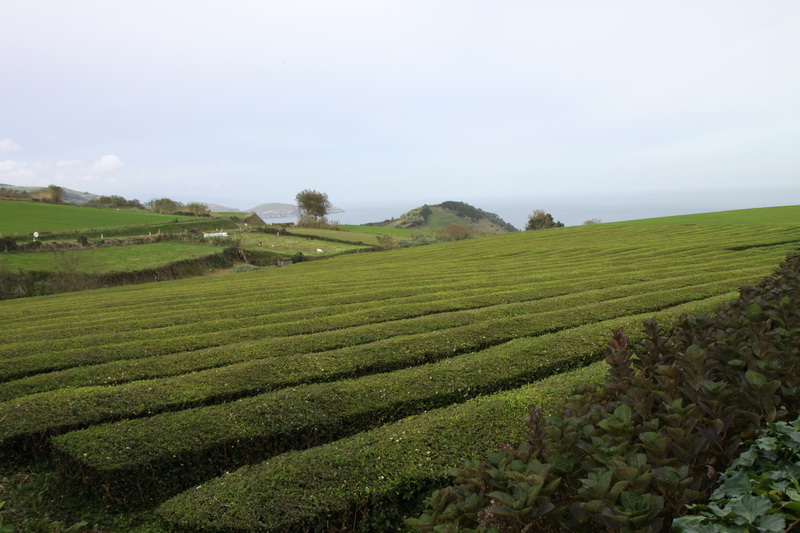Azores_2015_71