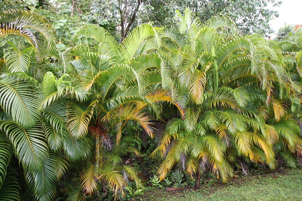 2014_Hawaii_BI_06